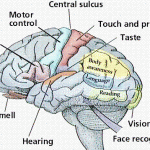 BRAIN_2